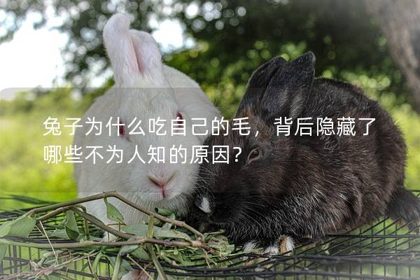 兔子為什么吃自己的毛，背后隱藏了哪些不為人知的原因？